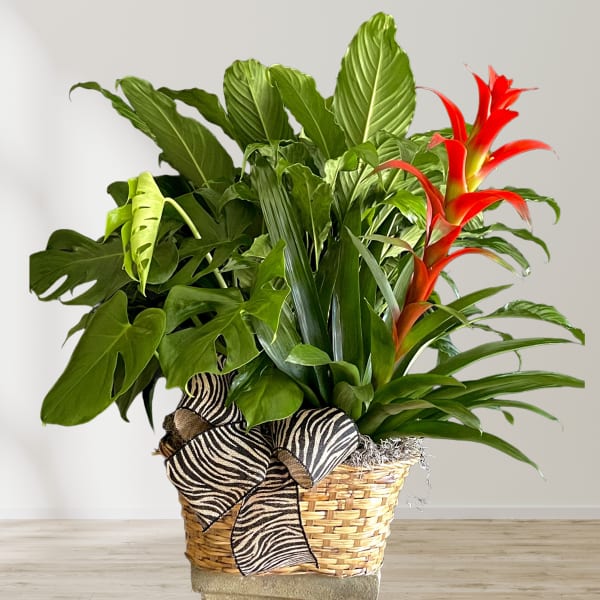 Tropical plant arrangement in a woven basket with a red bromeliad bloom