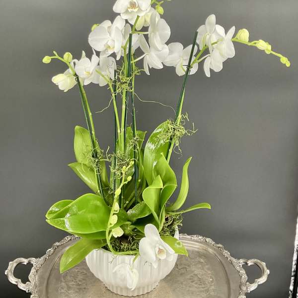White orchids arranged in a white ribbed pot with bright green leaves.