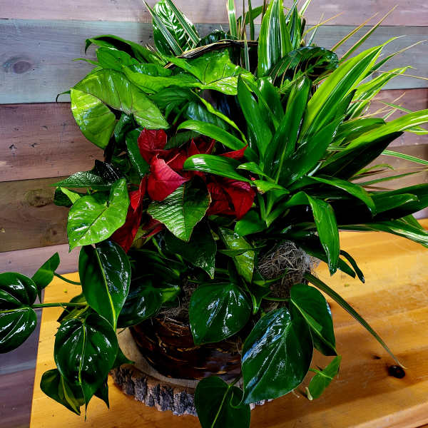 Lush mixed green plant arrangement in a basket with red foliage accents