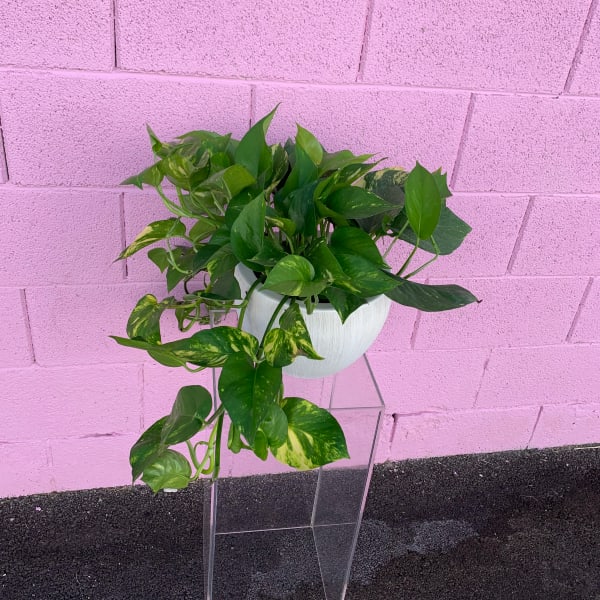 Potted trailing pothos plant in a white container on a clear stand