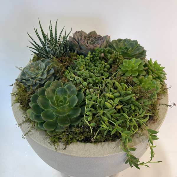 Round succulent arrangement in a gray planter