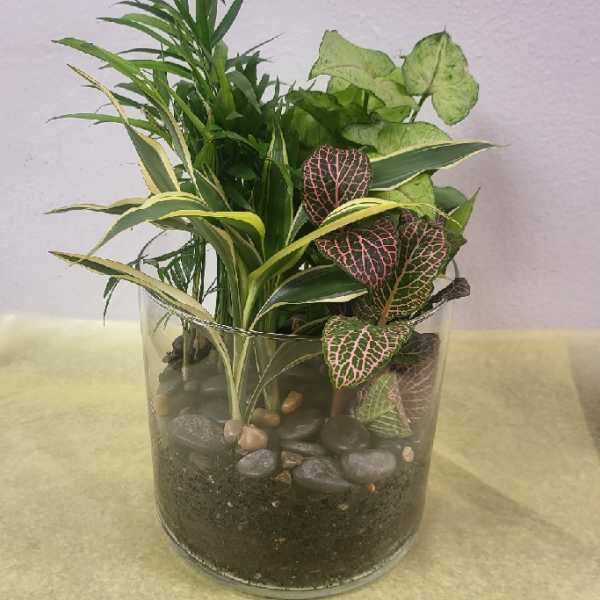 Mixed potted plants in a clear glass container with decorative stones