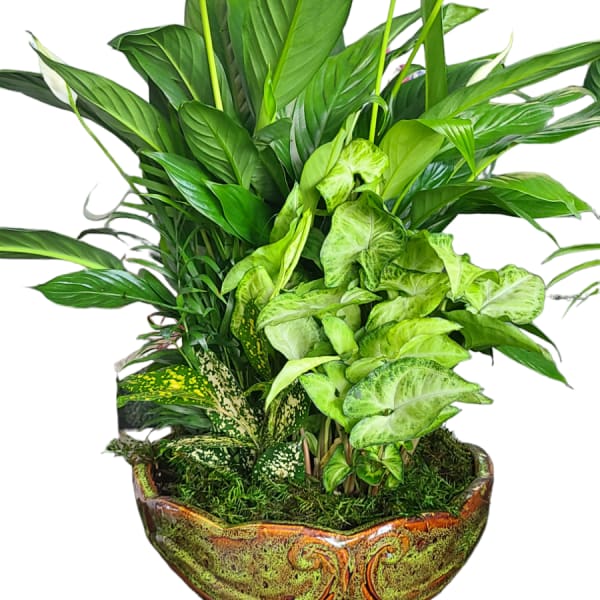 Potted arrangement of white peace lilies and green foliage in a decorative ceramic bowl