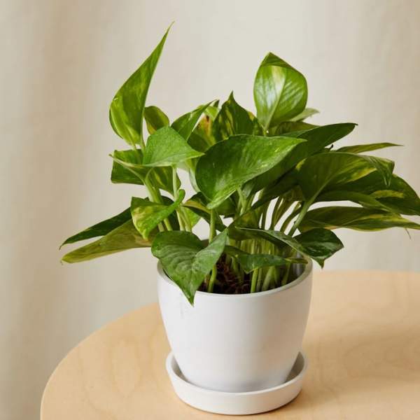 Potted green houseplant in a white pot with saucer