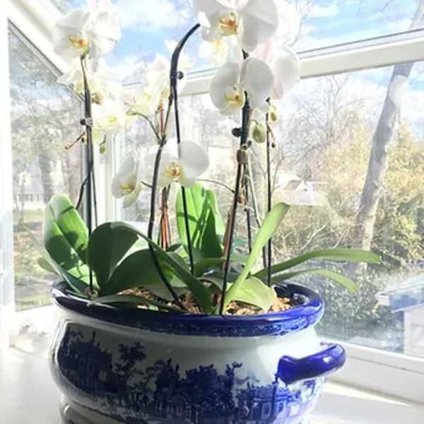 Premium orchid garden 1