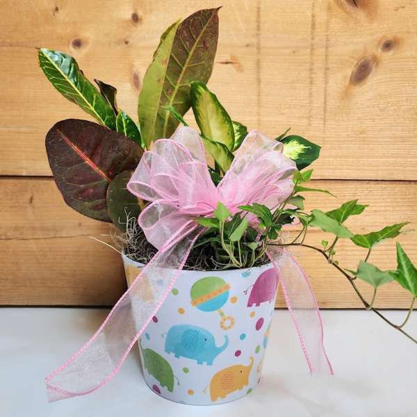 Potted plant in a decorated container with a pink ribbon bow