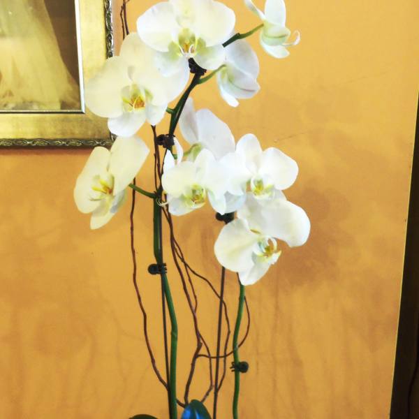 Potted white orchid plant in a cream ceramic pot against a peach wall