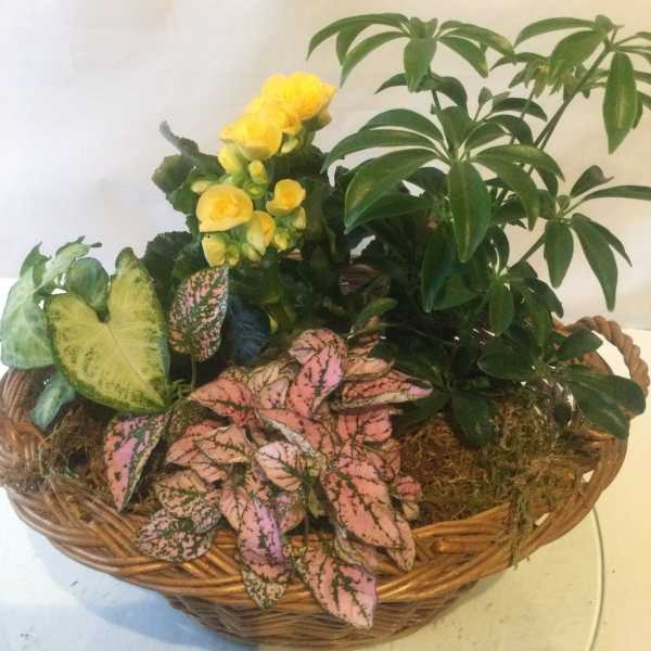 Basket garden of mixed houseplants with yellow flowering plant and pink spotted foliage