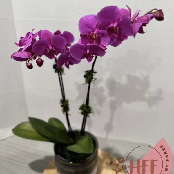 Orquídea morada