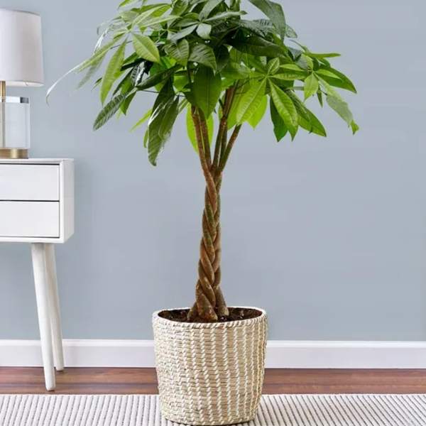Potted money tree plant in a woven basket planter