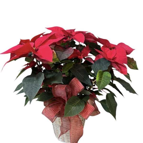 Potted poinsettia plant with red bracts and a ribbon bow