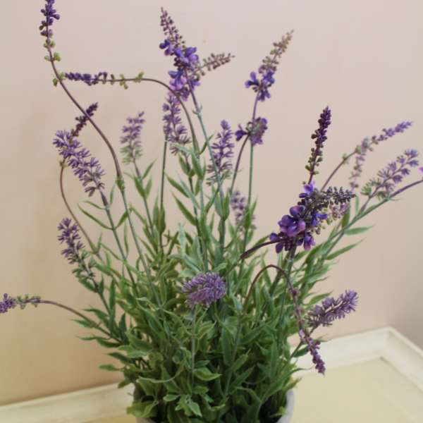 Potted purple flowering plant in a gray container