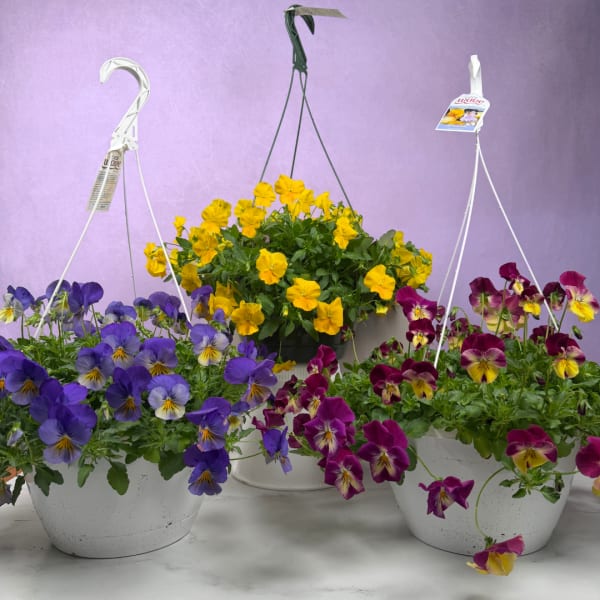 Pansy Hanging Basket