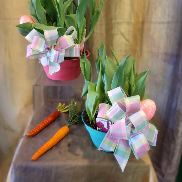 Spring Tulip Bulb Garden ~ Flower A Day