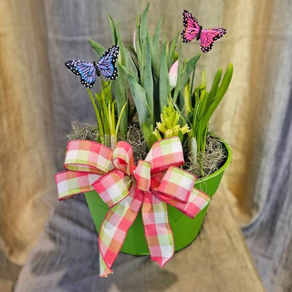 Green pot of spring bulb plants with a plaid bow and two decorative butterflies.