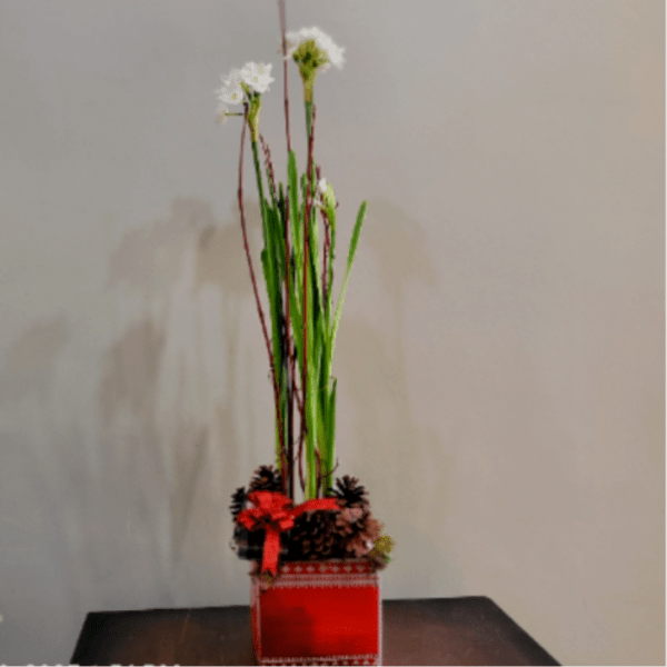 Tall white flowering plant with pinecones in a red holiday container