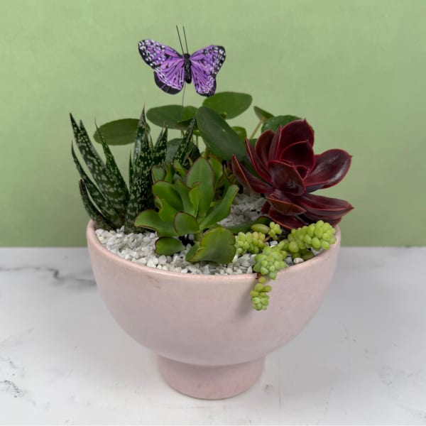 Serene Succulent Garden