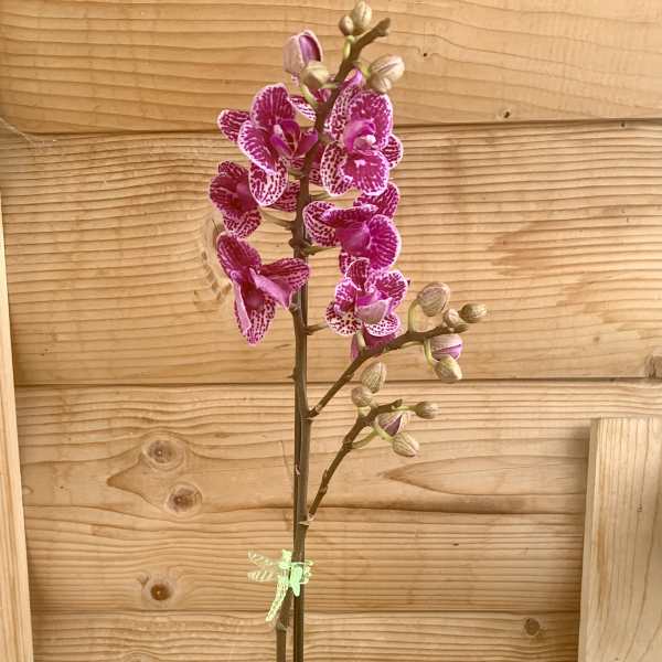 Purple Orchid