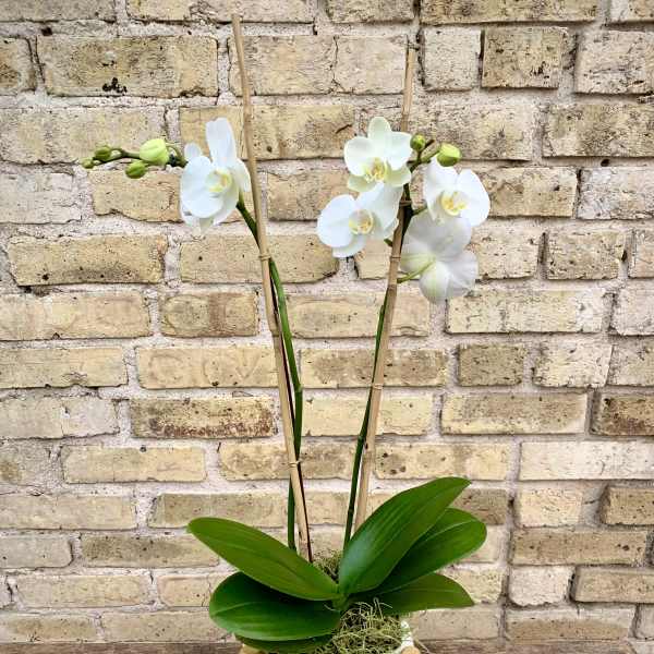 White orchid plant in a square ceramic pot