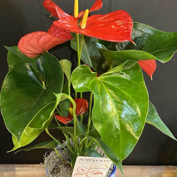 Potted red anthurium plant in a blue-and-white ceramic pot