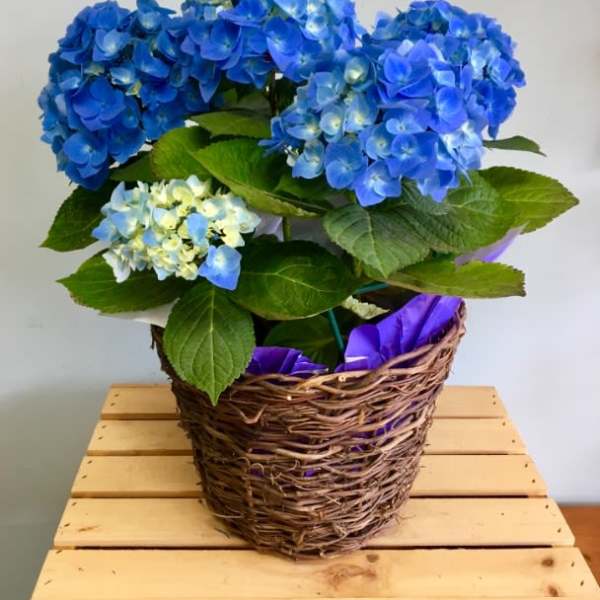 Potted blue hydrangea plant in a woven basket on a wooden crate