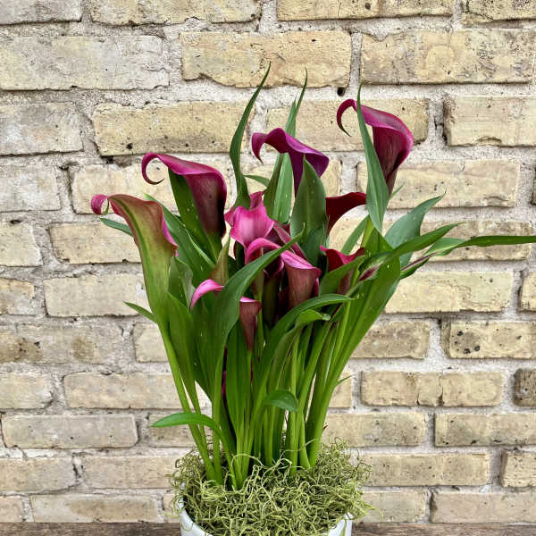 Lovely Calla II