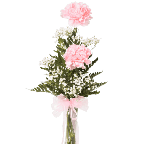Pink carnations in a clear glass vase with baby's breath and a pink ribbon