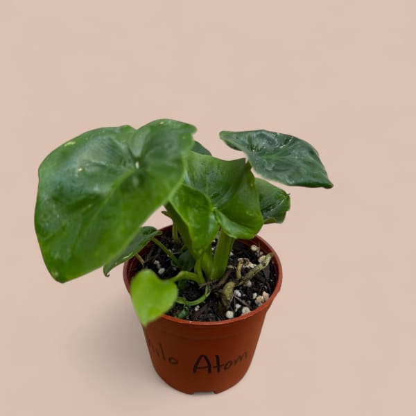 Philodendron Atom