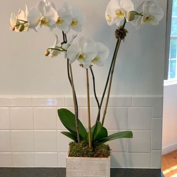 White orchid plant in a square planter