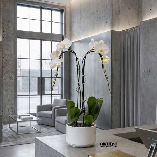 White Phalaenopsis Orchid – Sophisticated Birthday Gift