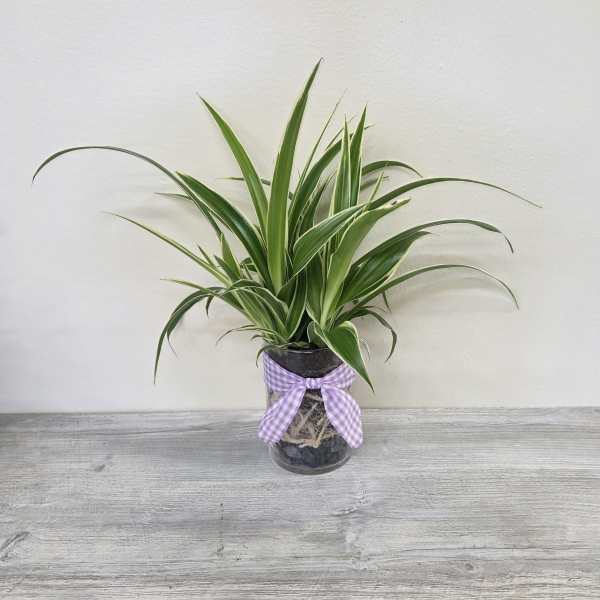 'Rooted in Nature' Spider Plant