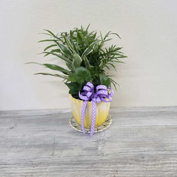 Petal Pot Plant Combo