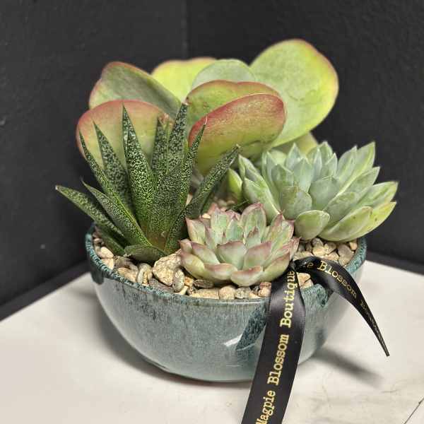 8" Low Bowl Succulent Garden