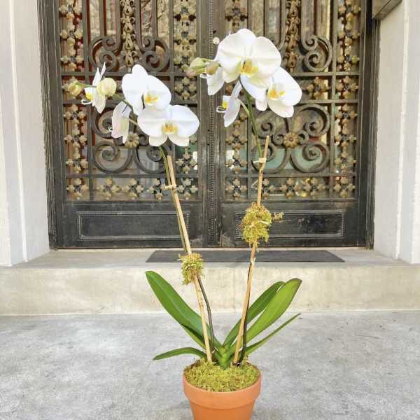 Potted white orchid plant with two tall stems in a terracotta pot