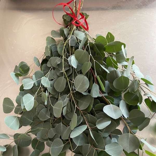 Bundle of fresh eucalyptus stems tied with a red ribbon