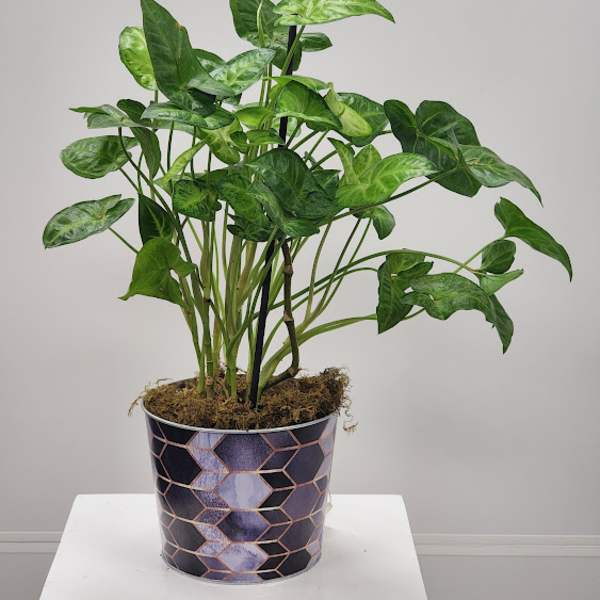 Potted green houseplant in a patterned container