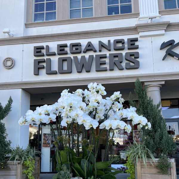 White orchid arrangement in a low bowl planter with succulents