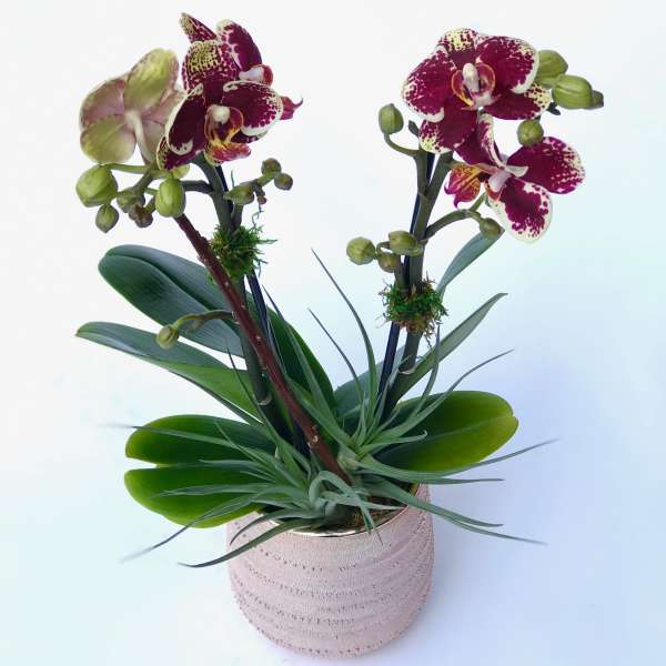 Two purple-and-white orchids in a textured pot with air plants