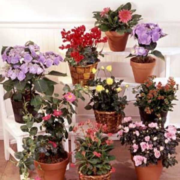 Assorted potted flowering plants arranged on white steps
