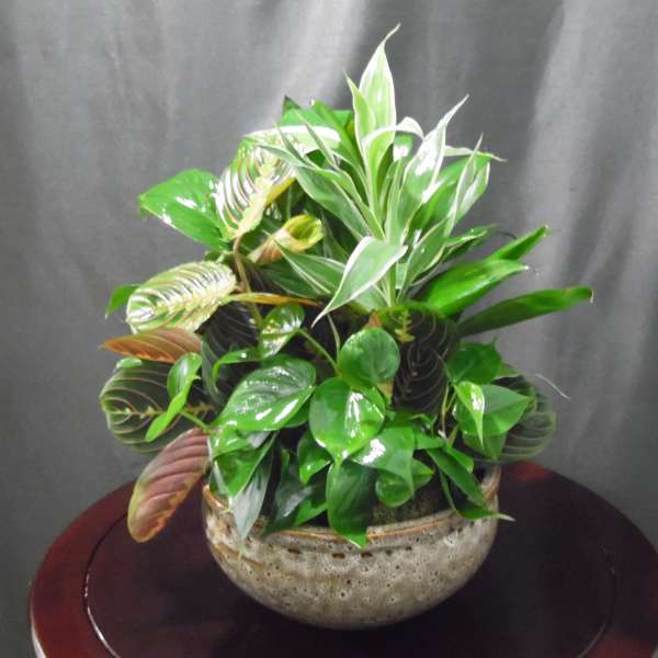 Mixed potted houseplants in a round ceramic planter