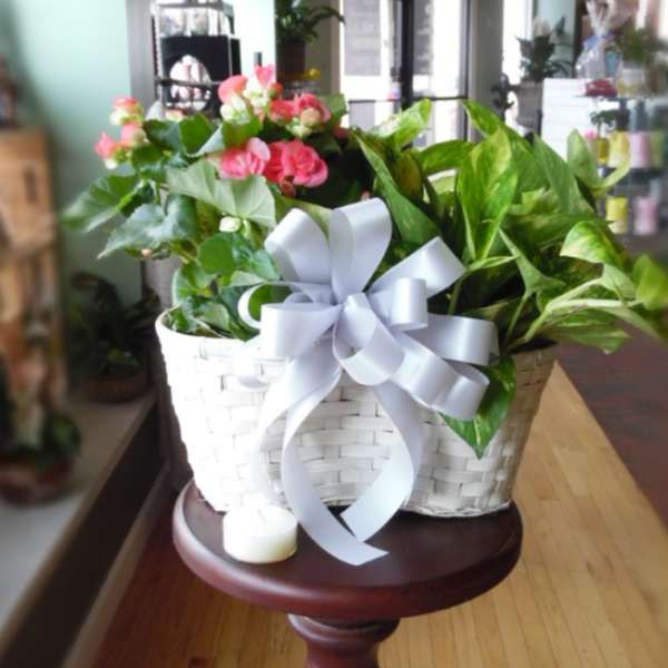 White basket planter with pink flowering plant and green foliage, finished with a large white bow.