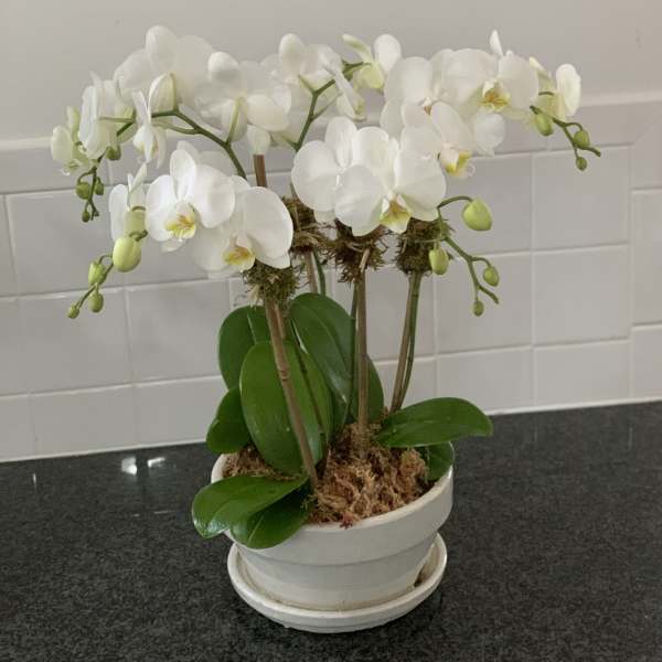 Hampton's Summer Season 6 Stem Mini White Phalaenopsis Orchid Planter