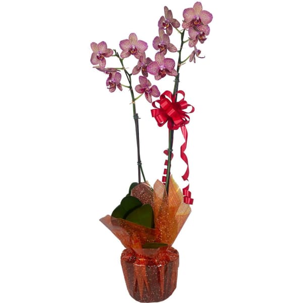 Tall potted pink phalaenopsis orchid with two blooming stems, red bow, and orange decorative wrap around the pot