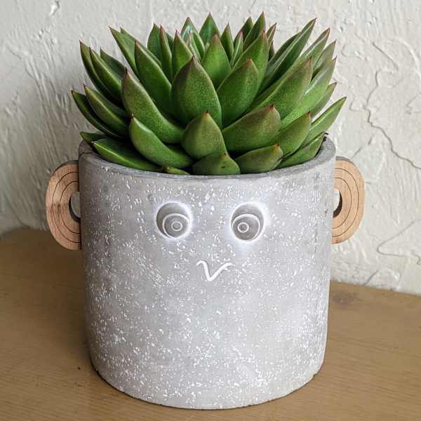 Potted green succulent in a gray face planter with wooden ears