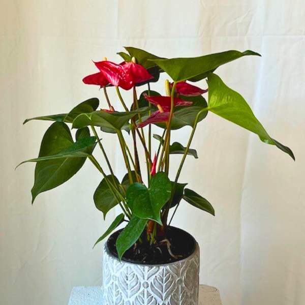Potted anthurium plant with red blooms in a patterned ceramic pot