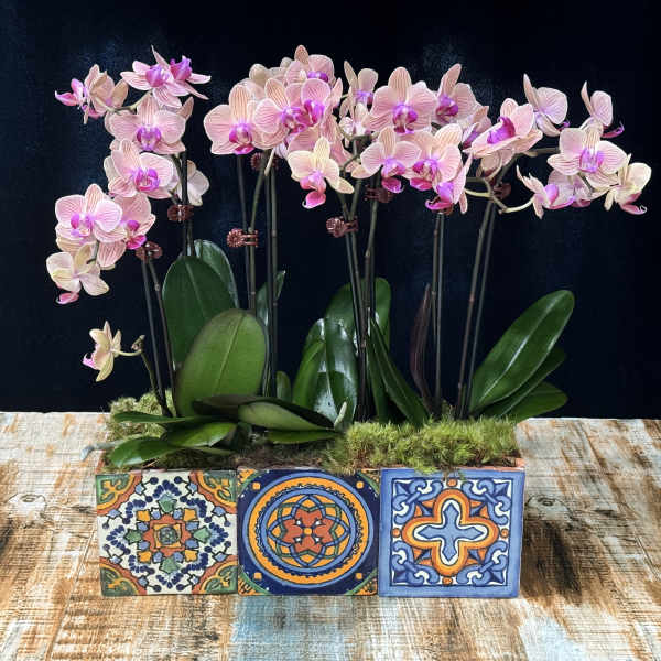 Pink orchids arranged in a decorative tiled planter