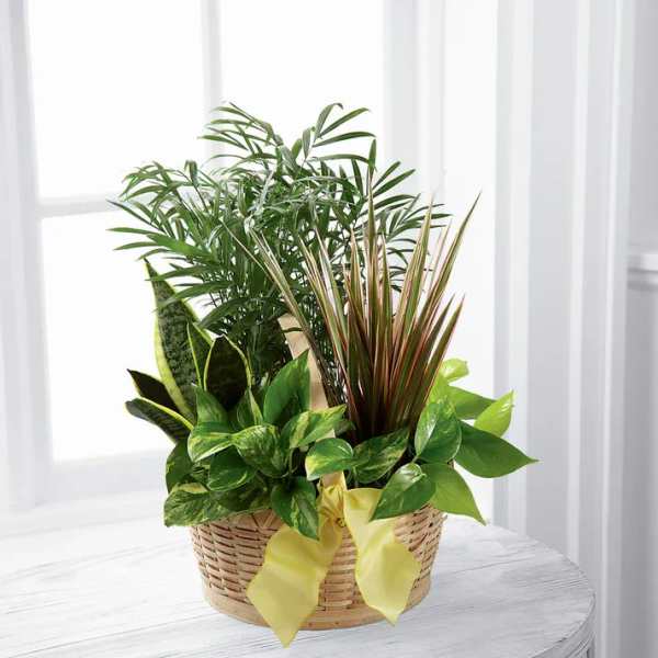 Basket of assorted green houseplants with a yellow ribbon