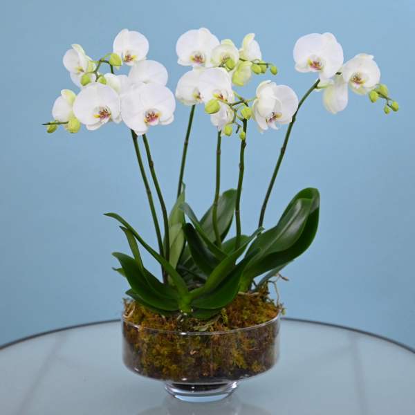 White orchid plant in a clear glass bowl with moss