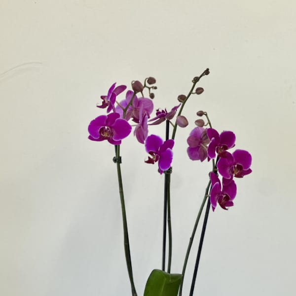 Phalaenopsis Orchids by Westford Florist Art by Veny