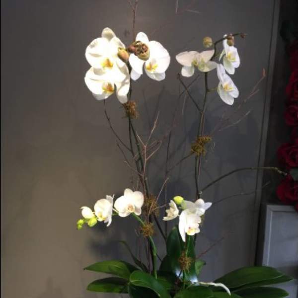 Tall orchid arrangement in a glass vase with white blooms